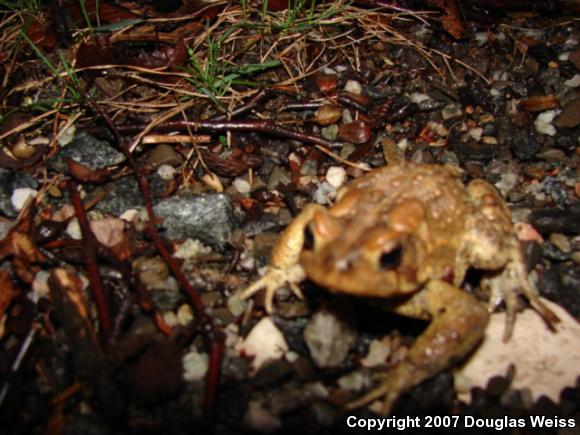 Eastern American Toad (Anaxyrus americanus americanus)