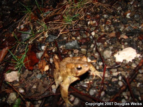 Eastern American Toad (Anaxyrus americanus americanus)