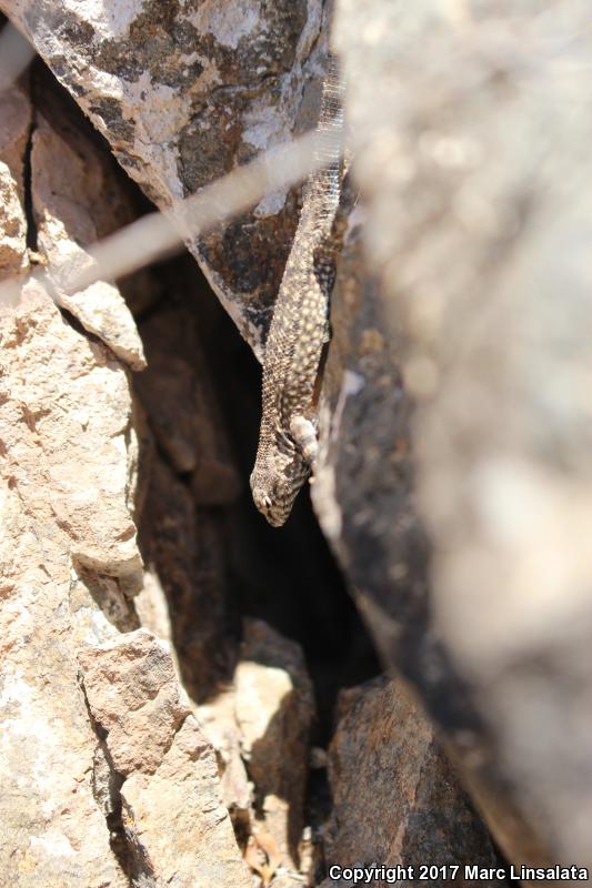 Big Bend Canyon Lizard (Sceloporus merriami annulatus)