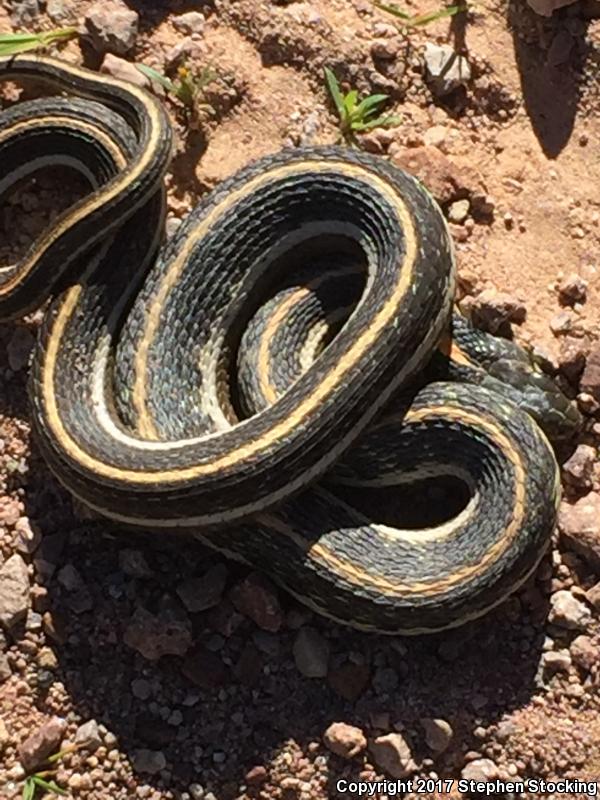 Western Black-necked Gartersnake (Thamnophis cyrtopsis cyrtopsis)