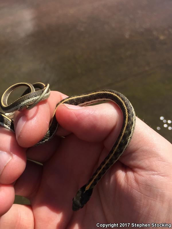 Western Black-necked Gartersnake (Thamnophis cyrtopsis cyrtopsis)