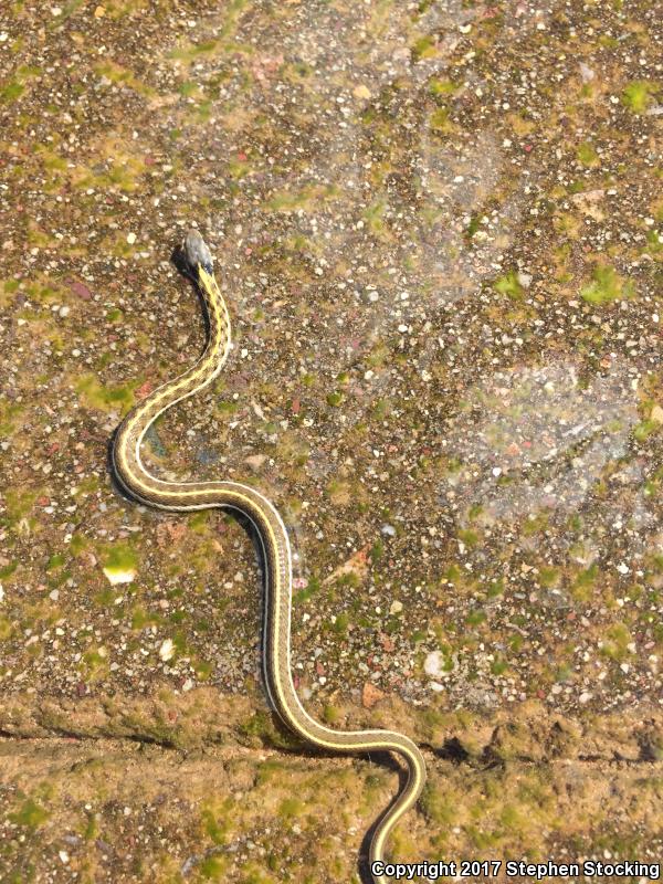 Western Black-necked Gartersnake (Thamnophis cyrtopsis cyrtopsis)