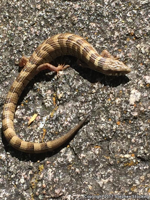 Madrean Alligator Lizard (Elgaria kingii kingii)