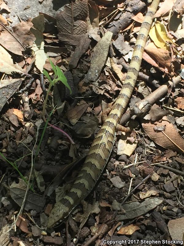 Madrean Alligator Lizard (Elgaria kingii kingii)