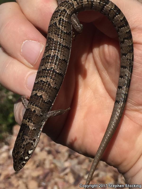 Madrean Alligator Lizard (Elgaria kingii kingii)