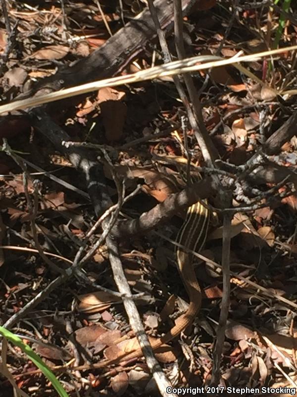 Canyon Spotted Whiptail (Aspidoscelis burti)