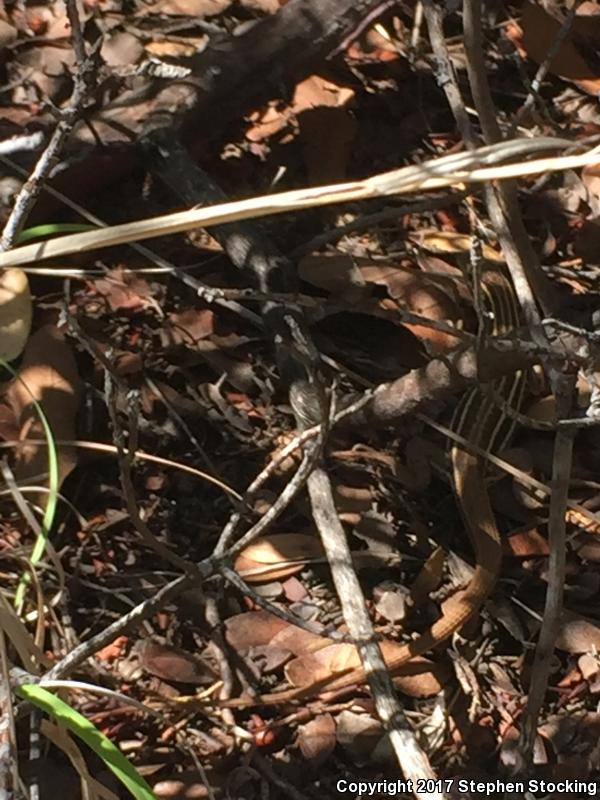 Canyon Spotted Whiptail (Aspidoscelis burti)