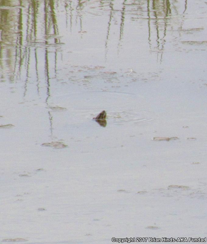 Southern Painted Turtle (Chrysemys dorsalis)