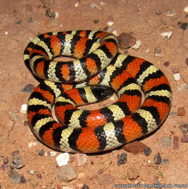 New Mexico Milksnake (Lampropeltis triangulum celaenops)