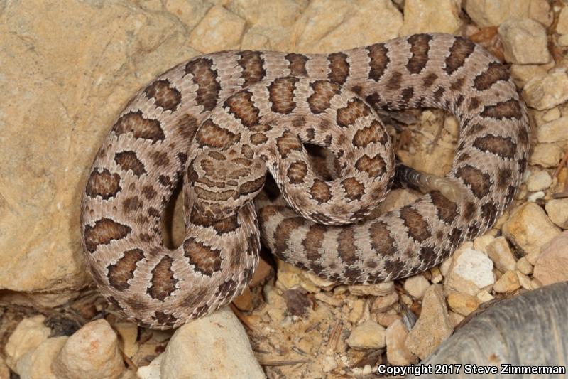 Grand Canyon Rattlesnake (Crotalus oreganus abyssus)