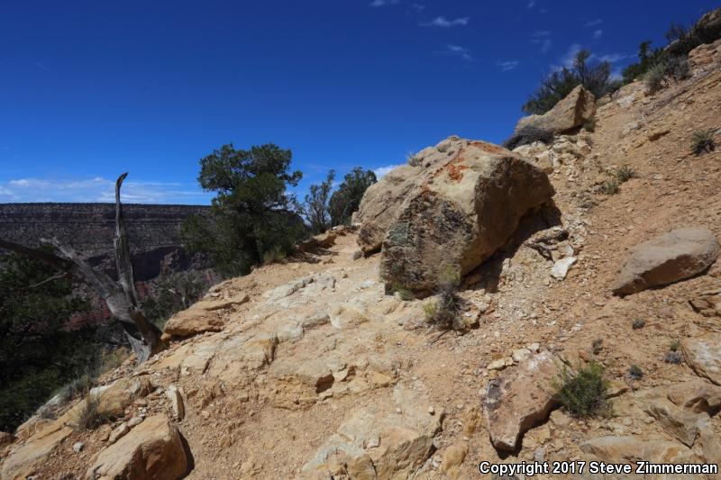 Grand Canyon Rattlesnake (Crotalus oreganus abyssus)