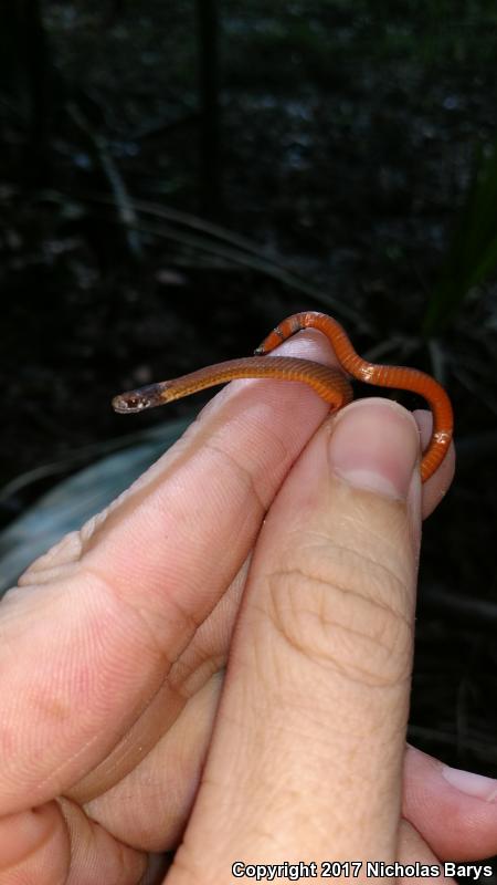 Florida Red-bellied Snake (Storeria occipitomaculata obscura)