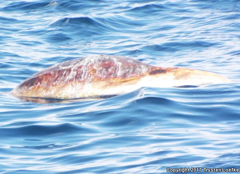 Loggerhead Sea Turtle (Caretta caretta)