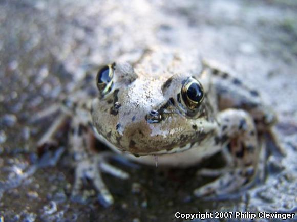 California Red-legged Frog (Rana draytonii)