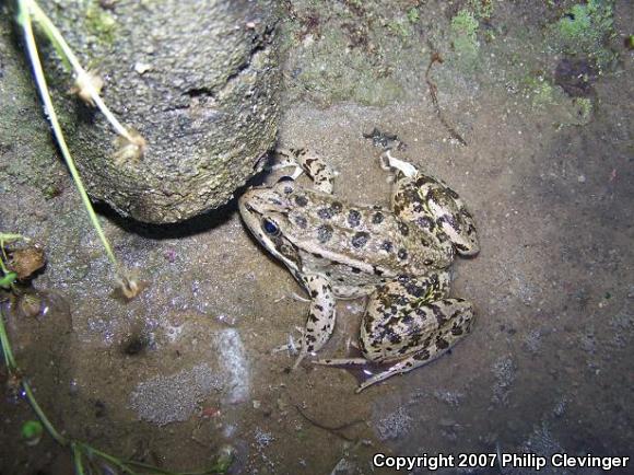 California Red-legged Frog (Rana draytonii)