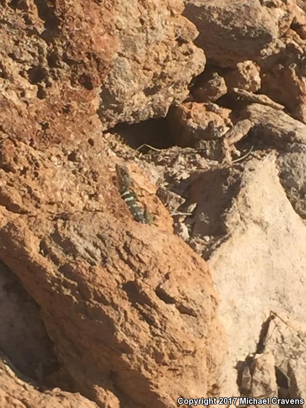 Mexican Blue-collared Lizard (Crotaphytus dickersonae)