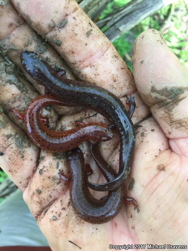 Eastern Mud Salamander (Pseudotriton montanus montanus)