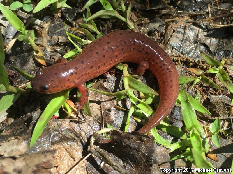 Eastern Mud Salamander (Pseudotriton montanus montanus)