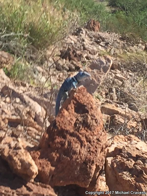 Mexican Blue-collared Lizard (Crotaphytus dickersonae)