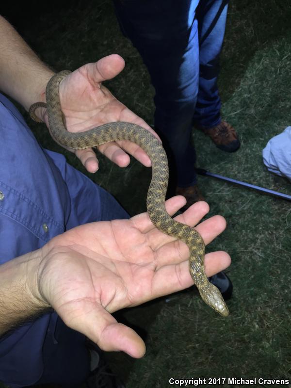 Brazos Watersnake (Nerodia harteri)