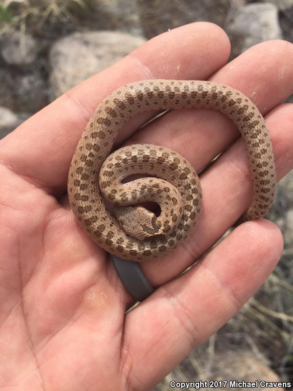 Boulenger's Nightsnake (Hypsiglena affinis)