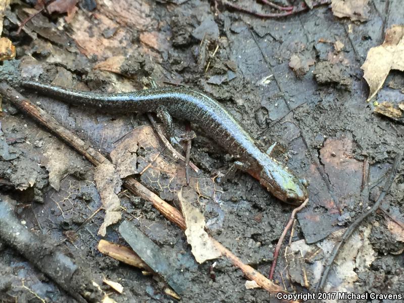 Southern Zigzag Salamander (Plethodon ventralis)