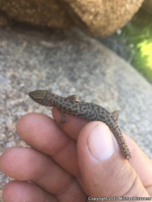 Bezy's Night Lizard (Xantusia bezyi)