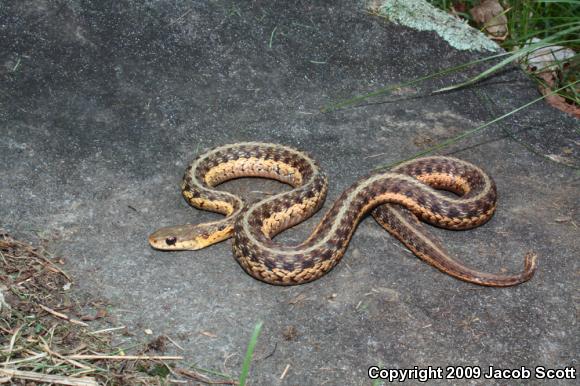 Maritime Gartersnake (Thamnophis sirtalis pallidulus)