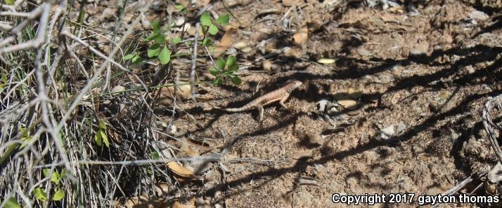 Earless Lizards (Holbrookia)