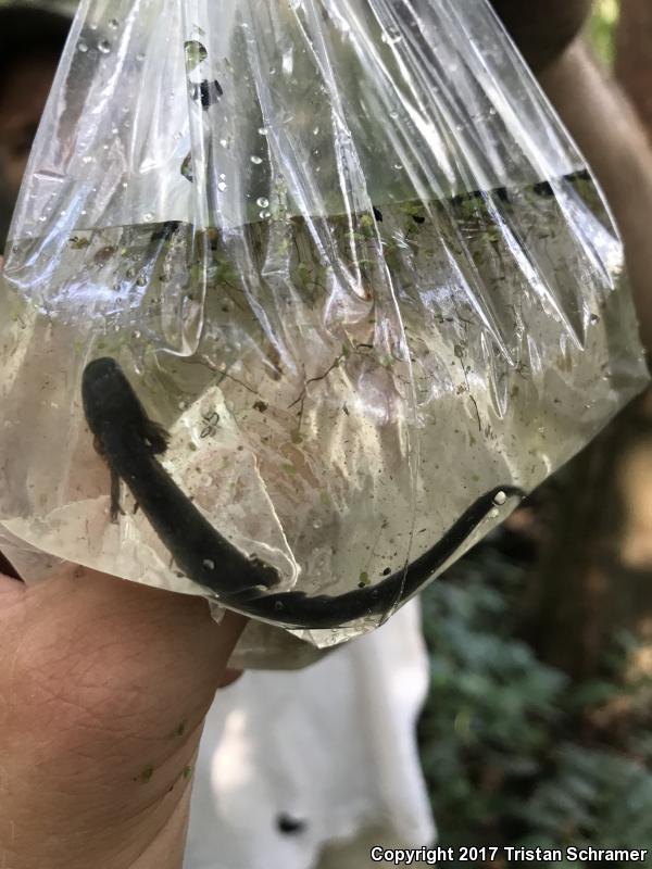 Western Lesser Siren (Siren intermedia nettingi)