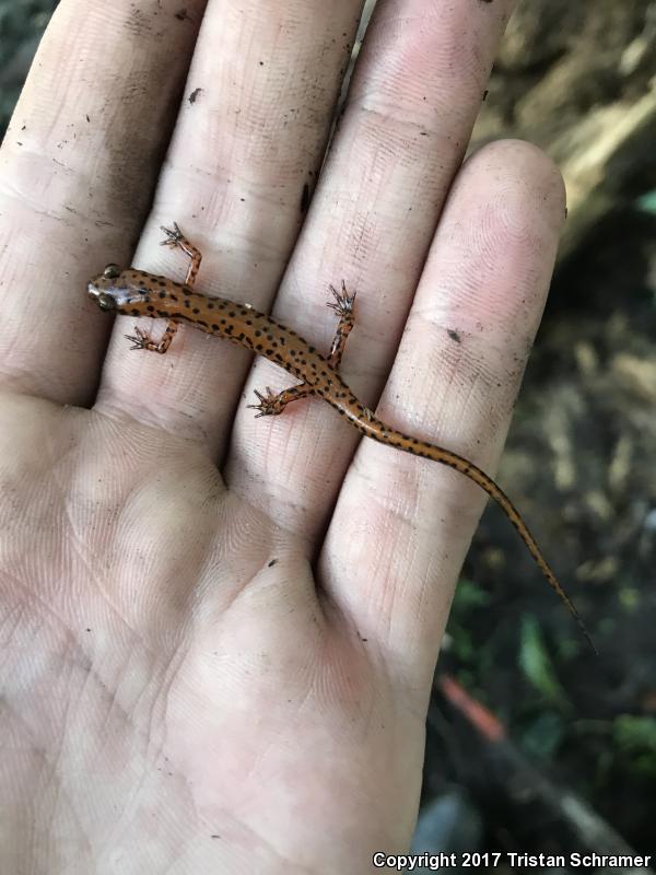 Cave Salamander (Eurycea lucifuga)