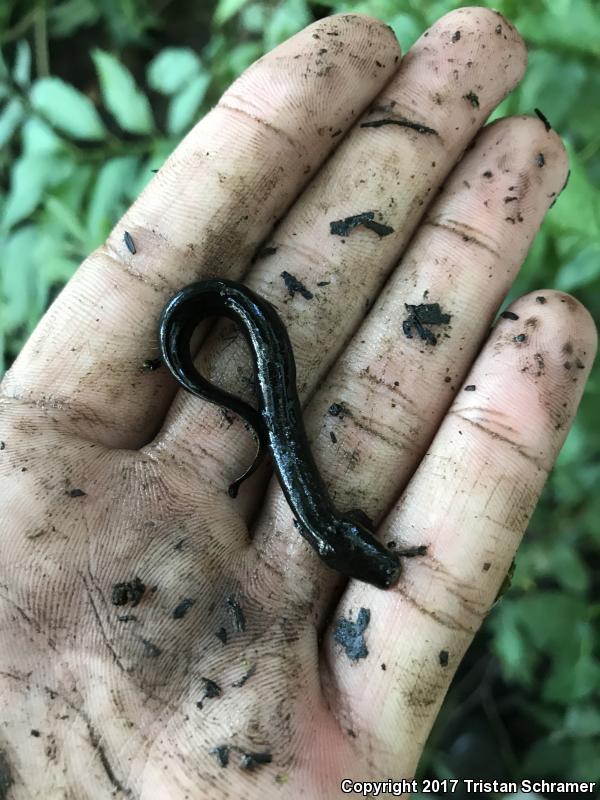 Western Lesser Siren (Siren intermedia nettingi)