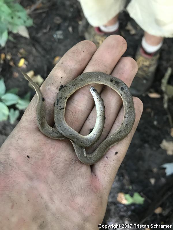 Western Smooth Earthsnake (Virginia valeriae elegans)