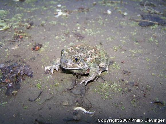 Western Spadefoot (Spea hammondii)