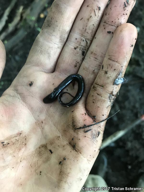 Western Lesser Siren (Siren intermedia nettingi)