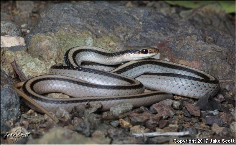 Mountain Patch-nosed Snake (Salvadora grahamiae grahamiae)