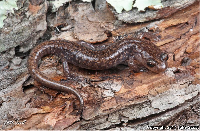 Sacramento Mountains Salamander (Aneides hardii)