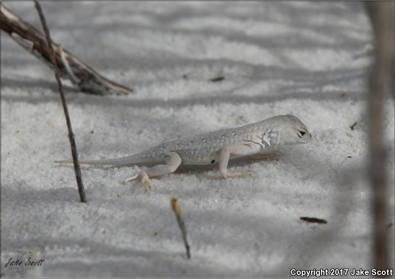 Bleached Earless Lizard (Holbrookia maculata ruthveni)