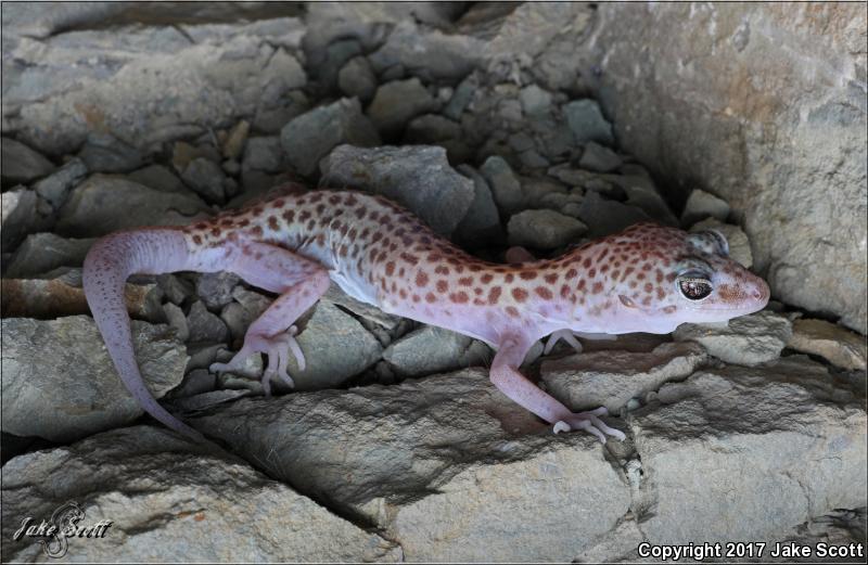 Reticulate Gecko (Coleonyx reticulatus)