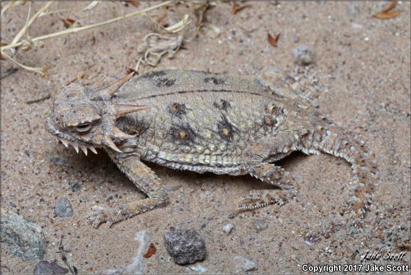 Flat-tailed Horned Lizard (Phrynosoma mcallii)