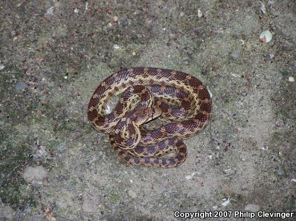 Pacific Gopher Snake (Pituophis catenifer catenifer)