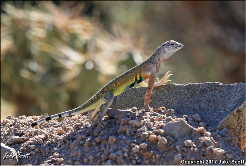 Eastern Zebra-tailed Lizard (Callisaurus draconoides ventralis)