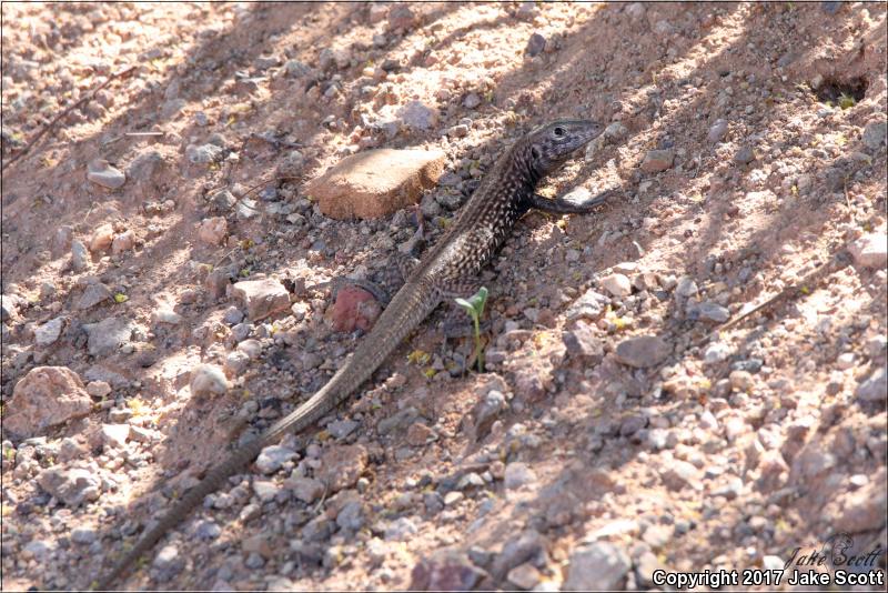 Southern Whiptail (Aspidoscelis tigris punctilinealis)