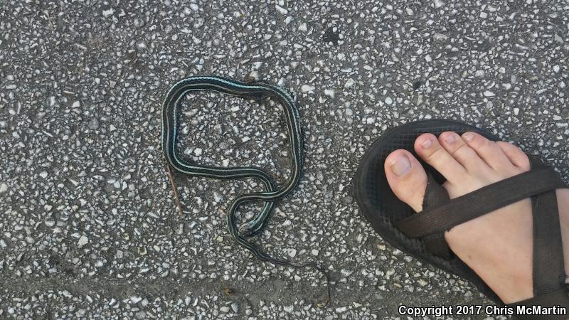 Gulf Coast Ribbonsnake (Thamnophis proximus orarius)