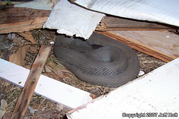 Yellow-bellied Watersnake (Nerodia erythrogaster flavigaster)