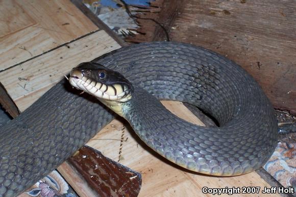 Yellow-bellied Watersnake (Nerodia erythrogaster flavigaster)