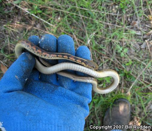 Chicago Gartersnake (Thamnophis sirtalis semifasciatus)