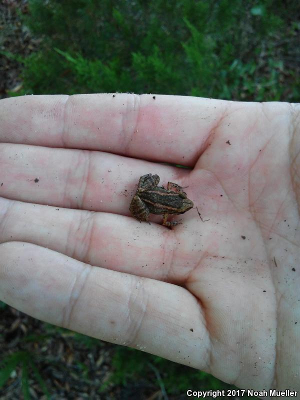 Greenhouse Frog (Eleutherodactylus planirostris)