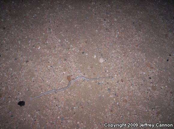 Western Glossy Snake (Arizona occidentalis)