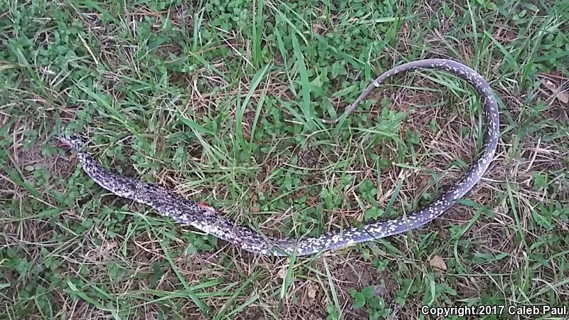 Buttermilk Racer (Coluber constrictor anthicus)